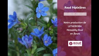 Production de LITHODORA Heavenly Blue un couvre sol étoilé [upl. by Reich]