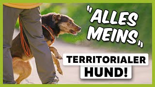 Territoriale AGGRESSIONEN beim Hund Wie du das Verhalten endlich STOPPST LIVE BEISPIEL [upl. by Vez765]