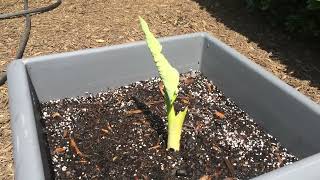 Giant Elephant Ear Growth Progress PART 1 [upl. by Ridglee202]