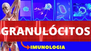 GRANULÓCITOS  NEUTRÓFILOS BASÓFILOS E EOSINÓFILOS ENSINO SUPERIOR  IMUNOLOGIA  CÉLULAS IMUNES [upl. by Nesmat227]