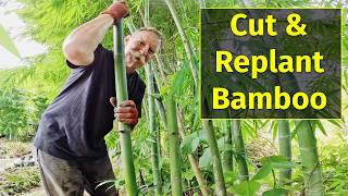 DIY Bamboo Gardening How to Cut and Replant Bamboo [upl. by Ahsitam]