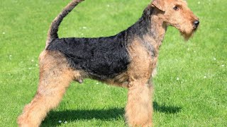 Airedale Terriers and Endocrine Problems What You Need to Know [upl. by Hsilgne]