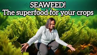 Seaweed organic fertilizer The superfood for your crops [upl. by Sioled867]