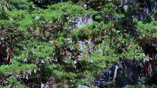 Diana Magors video of monarch clusters  Lighthouse Field Santa Cruz Calif Oct 13 2023 [upl. by Yednil]