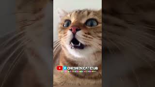 Котенок мяукает чтобы привлеч кошек kitten meowing to attract cats kitten cat cute котенок кот [upl. by Wills151]