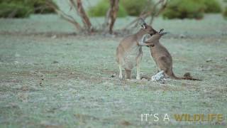 WESTERN GREY KANGAROO  Macropus fuliginosus [upl. by Oatis]