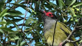 Australasian Figbird 47 [upl. by Utley]