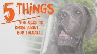 5 Things You Need to Know About Bloat GDV in Dogs [upl. by Stormi]