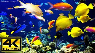 Acuario 4K VIDEO  Hermosos peces de arrecife de coral  Música de meditación relajante para dormir [upl. by Aneehsar423]