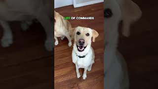 Dog Tricks for Treats dogtreats yellowlab [upl. by Eedissac838]