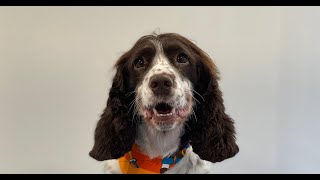 Springer Spaniel Full Groom  Dog Grooming [upl. by Nitsir]