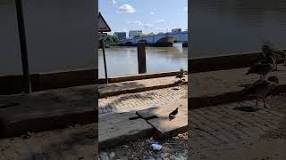 Putney London Thames River ducks [upl. by Siol]