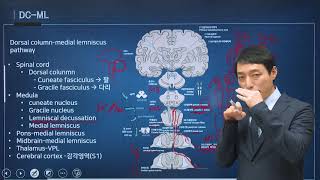 신경과학신경해부학 37강 척수로 spinal tract [upl. by Merlina]