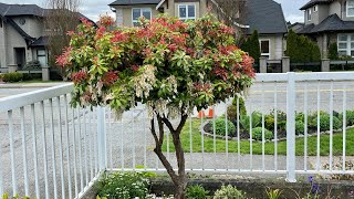 Pieris Japonica In Blooms  April 30 2023 [upl. by Eednus]