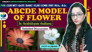 ABCDE MODEL OF FLOWER  Arabidopsis thaliana  CSIR NET  GATE  JYOTI KUMARI [upl. by Notgnihsaw]