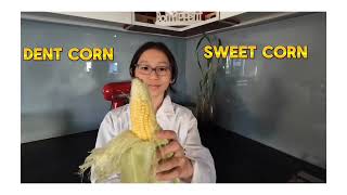 Popcorn Magic Unlocking The Energy Within – Winner 2024 Sleek Geeks Science Eureka Prize [upl. by Cornelle]