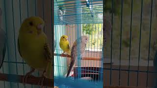 Morning Chirping by Budgies🫶🏻budgies birdslover babybird [upl. by Nileuqcaj]