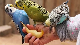 Budgie sounds for lonely birds 🙁 🥺 [upl. by Bigelow]