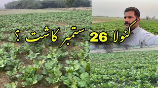 Kinola 26 September Kashet Toor Farmers toorfarmers [upl. by Darius185]