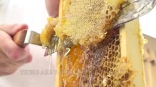 How To Extract Honey From A Bee Hive Beginners Guide [upl. by Eversole]