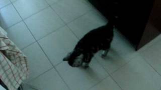 american shorthair kitty  meowing all the time [upl. by Alessig681]