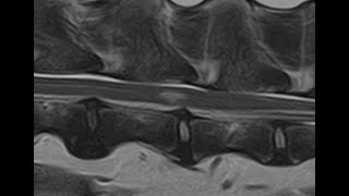 Comparing and contrasting FCEM and ANNPE in dogs using MRI [upl. by Bekaj757]