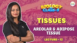 Tissues  Areolar amp Adipose Tissue  Lecture 12  Biology  Class 9  CBSE Special [upl. by Muscolo]