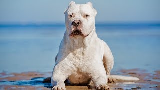 The Amazing Dogo Argentino  Facts About This Powerful and Beautiful Dog [upl. by Pence]