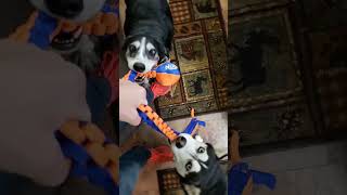 Husky and Labsky Tug o War [upl. by Miru375]