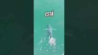 Increible Ballena jorobada SIN COLA  Amazing Tailless Humpback Whale [upl. by Eimme]