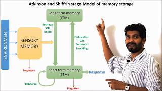 Atkinson and Shiffrins stage model of Memory [upl. by Switzer872]