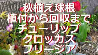 秋植え球根5月掘り上げまでの反省（クロッカス・チューリップ・フリージア） [upl. by Thea958]