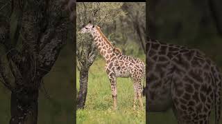 Fascinating bond between a baby giraffe and an oxpecker bird🦒 shorts [upl. by Eniac]