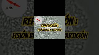 Reproducción bipartición curiosidades biologia biology datoscuriosos bacterias ciencia anime [upl. by Ingrim661]