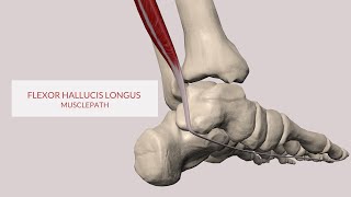 Flexor Hallucis Longus Muscle Path 3D Animation [upl. by Tai]