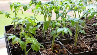 Namaste Kishan About TOMATO SEEDLING गोल्भेडाको बिउ उमार्ने तरीका [upl. by Alesi]