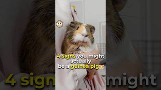 ✨Online Guinea Pig Test How many signs are like you ✨ funny shorts pets guineadad guineapig [upl. by Leitman11]