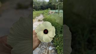 Flower name  ✨❤️ explorepage nature love viralvideo [upl. by Zsa Zsa]