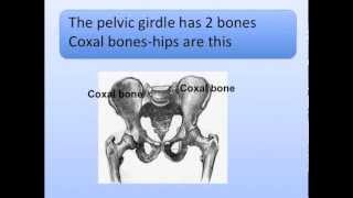 Pectoral and Pelvic Girdles Song Shoulder and Hips [upl. by Penland]