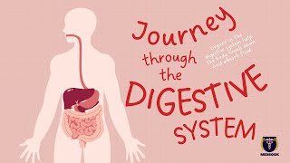 How Digestive System Works [upl. by Pawsner462]