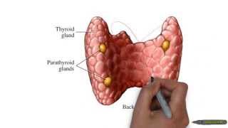 endocrine primary secondary tertiary hormone diseases [upl. by Selyn858]