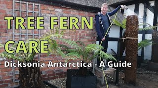 TREE FERN CARE Dicksonia Antarctica A Guide [upl. by Furie]