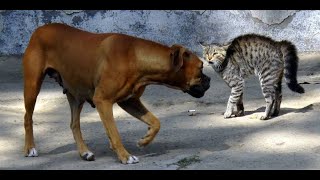 Cat Fight Dogs  Part 3 [upl. by Jania]