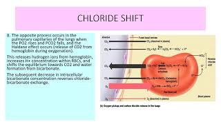 CHLORIDE SHIFT [upl. by Roose]