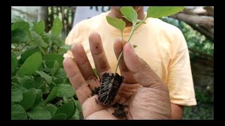 Ruben Seedlings from Negros  your new partner in the vegetable production business [upl. by Liagibba]