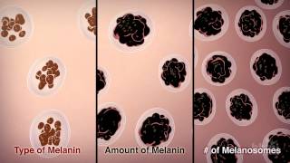 How We Get Our Skin Color  HHMI BioInteractive Video [upl. by Murray6]