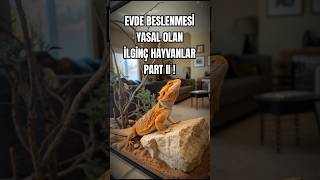 EVDE BESLENMESİ YASAL OLAN İLGİNÇ HAYVANLAR PART II [upl. by Hew]