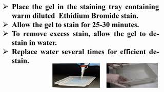 Staining Agarose Gel with Ethidium Bromide After Finishing Electrophoresis Running [upl. by Enelyt947]