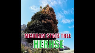 Mizoram State Tree  Herhse [upl. by Aticnemrac]