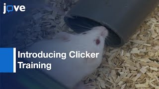 Introducing Clicker Training As Cognitive Enrichment Laboratory Mice l Protocol Preview [upl. by Alram]